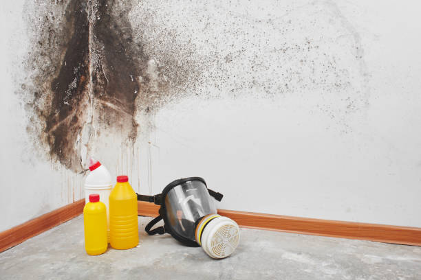 Best Local Mold Removal Service  in Middletown, IN